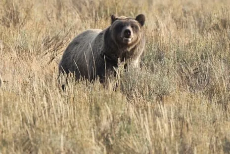 Trail Walker Assaulted by Bear in National Park Air Lifted to Hospital