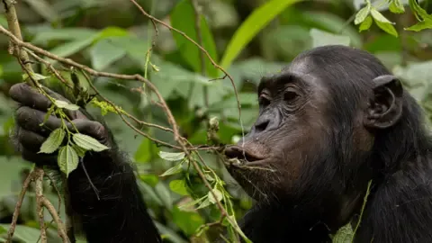 Wild Chimps Drinking an Amount Equal of One Lager Each Day from Ripe Fruits, Research Reveals