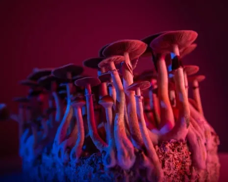 On Drugs by Justin Smith-Ruiu: A Philosophical Guide into Consciousness Expanders