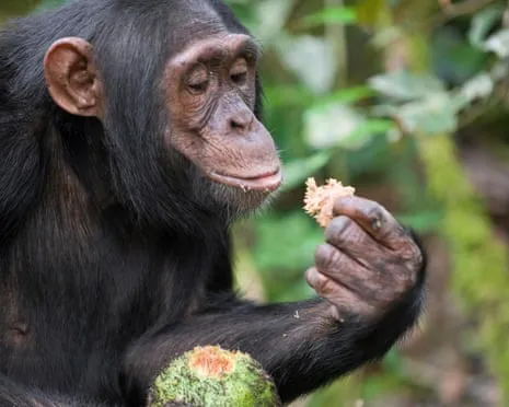 Wild Chimps Consume Everyday Alcohol Comparable to a Lager from Fermented Figs