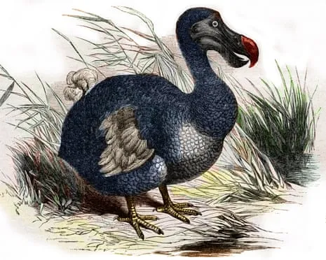 Researchers Claim They’ve Made a ‘Pivotal Step’ in Resurrecting the Flightless Species for the Very First Occasion in 300 Years